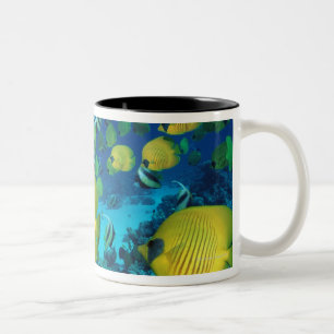 Taza Bicolor Escuela de la natación de los pescados de la