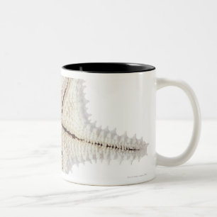 Taza Bicolor Esqueleto de las estrellas de mar, primer