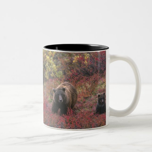 Taza Bicolor Estados Unidos, Alaska, Parque Nacional Denali. Os (Derecha)