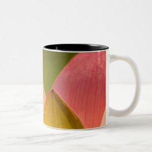 Taza Bicolor Estados Unidos, DC, Washington, Kenilworth 3