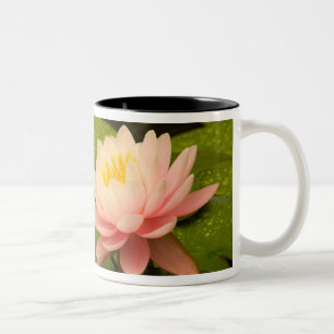 Taza Bicolor Estados Unidos, Maryland, Westminster, Union