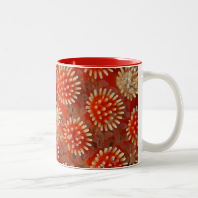 Taza Bicolor Estrella de mar macra (Derecha)