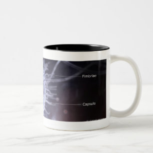 Taza Bicolor Estructura de una célula de los píloros del