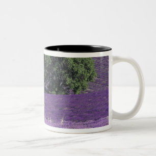 Taza Bicolor Europa, Francia, Provenza, Sault, Campos de lavand