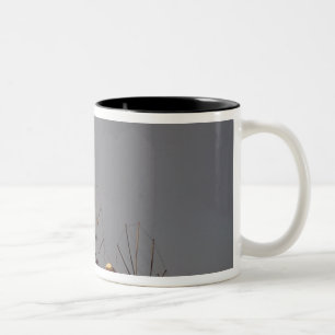 Taza Bicolor Europa, Grecia, Mykonos. molino de viento con arco
