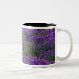 Taza Bicolor Europa, Turquía, Capadocia. Paisaje rural 2