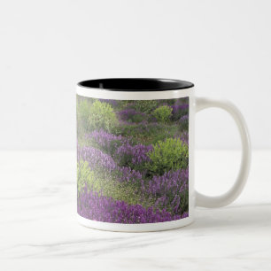 Taza Bicolor Europa, Turquía, Capadocia. Paisaje rural 3