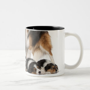 Taza Bicolor Familia del border collie