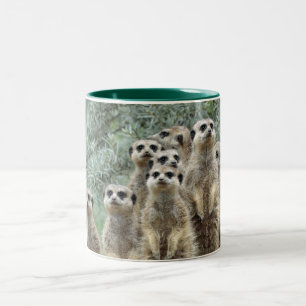 Taza Bicolor Familia Meerkat 01