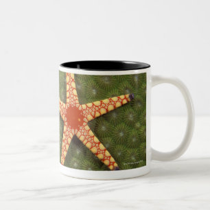 Taza Bicolor Filones de la limpieza de la estrella de mar
