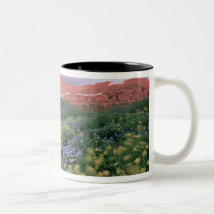 Taza Bicolor Fleabane púrpura (erigeron peregrinus) y Amarillo
