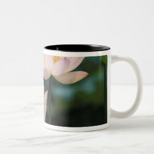 Taza Bicolor Flor de loto en flor, China