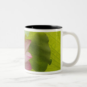 Taza Bicolor Flor de loto, Nelumbo nucifera, China