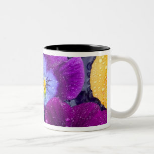 Taza Bicolor Flores pansy flotando en un baño de pájaro con roc