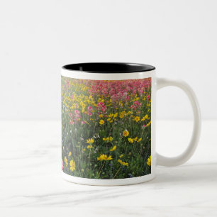 Taza Bicolor Flores silvestres al borde de la carretera en Texa