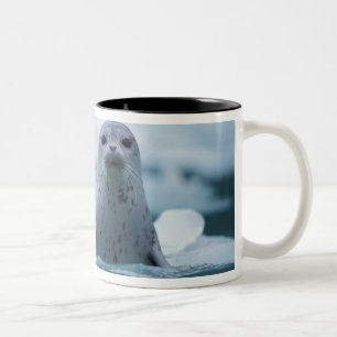 Taza Bicolor foca común del pacífico, Phoca vitulina richardsi