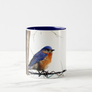 Taza Bicolor Foto del este del Bluebird