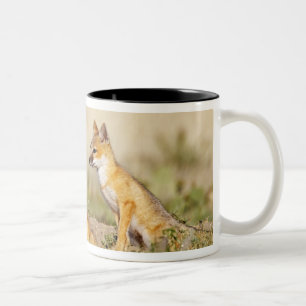 Taza Bicolor Fox Swift (Vulpes macrotis) joven en madriguera, 5