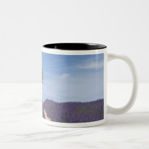 Taza Bicolor Francia, Provenza. Filas de lavanda en flor. 4