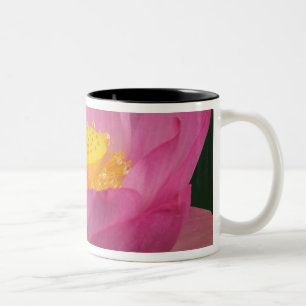 Taza Bicolor Franklin NC, jardín de agua de Perry, Loto 2