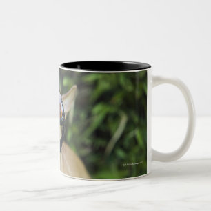 Taza Bicolor Gafas que llevan de la chihuahua