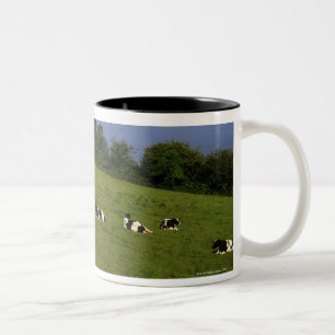 Taza Bicolor Ganado de Holstein-Fresian, bahía de Bantry,