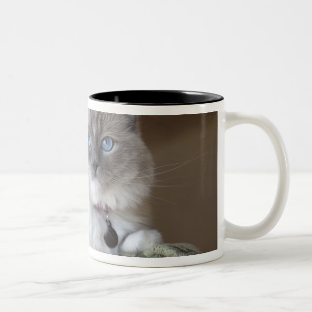 Taza Bicolor Gata Ragdoll hembra (Derecha)