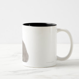 Taza Bicolor Gatito británico de Shorthair (10 semanas de