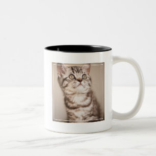 Taza Bicolor Gatito británico gris lindo del pelo corto (Tabby