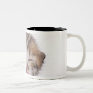 Taza Bicolor Gatito el dormir, primer de la cabeza