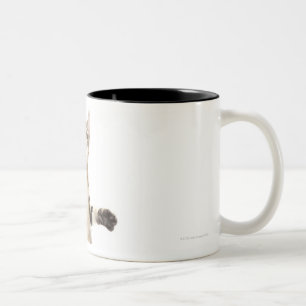 Taza Bicolor Gatito en el fondo blanco