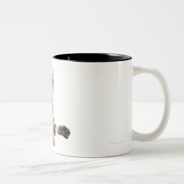 Taza Bicolor Gatito en el fondo blanco (Derecha)