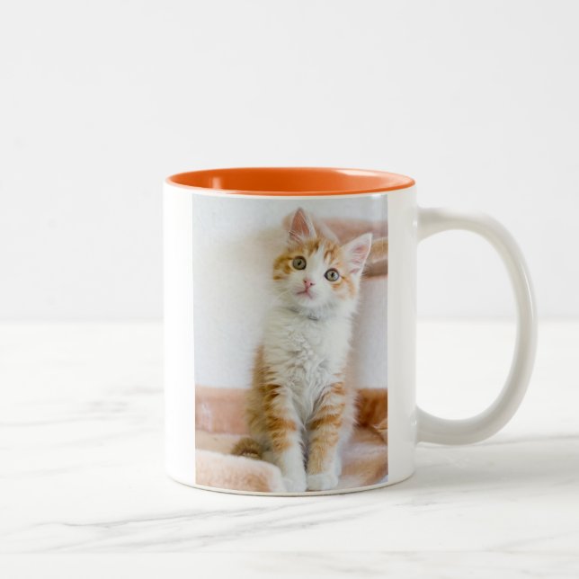 Taza Bicolor Gatito observado azul dulce (Derecha)