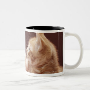 Taza Bicolor Gatito que juega con el ornamento