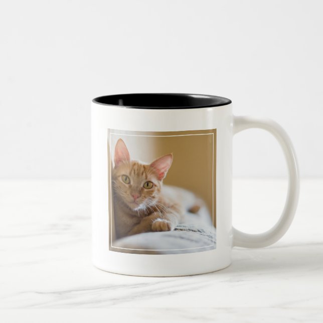 Taza Bicolor Gatito que miente en el sofá (Derecha)