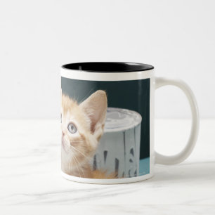 Taza Bicolor Gatito que se sienta entre las latas de la pintura
