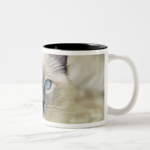 Taza Bicolor gatito ragdoll