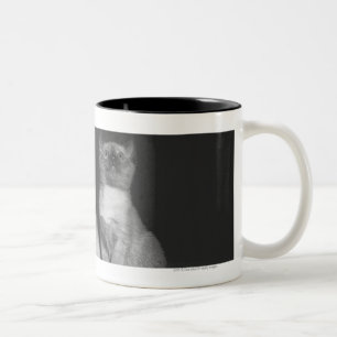 Taza Bicolor Gatitos siameses que miran para arriba B&W