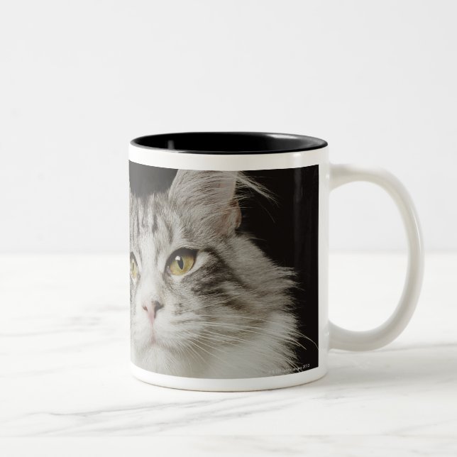 Taza Bicolor Gato de Coon adulto de Maine (Derecha)