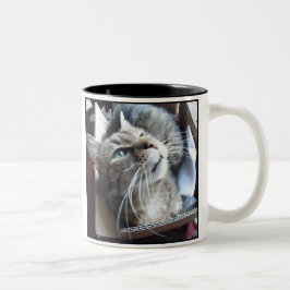 Taza Bicolor Gato de la caja o