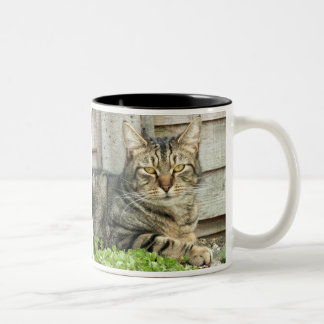 Taza Bicolor Gato de Tabby