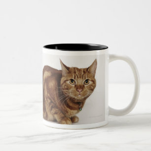 Taza Bicolor Gato de Tabby anaranjado
