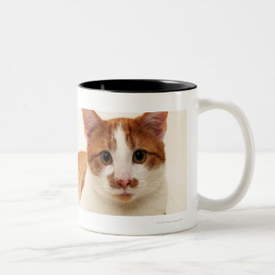 Taza Bicolor Gato en el fondo blanco
