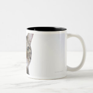 Taza Bicolor Gato japonés en el fondo blanco