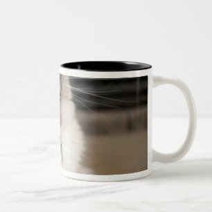 Taza Bicolor gato Neva Masquerade bostezando