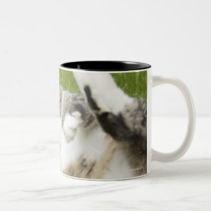 Taza Bicolor Gato que miente en la hierba, primer