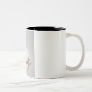 Taza Bicolor Gato que mira sobre un borde