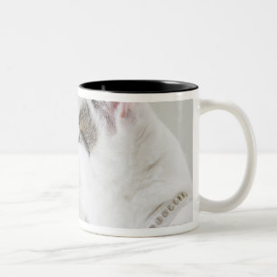 Taza Bicolor Gatos