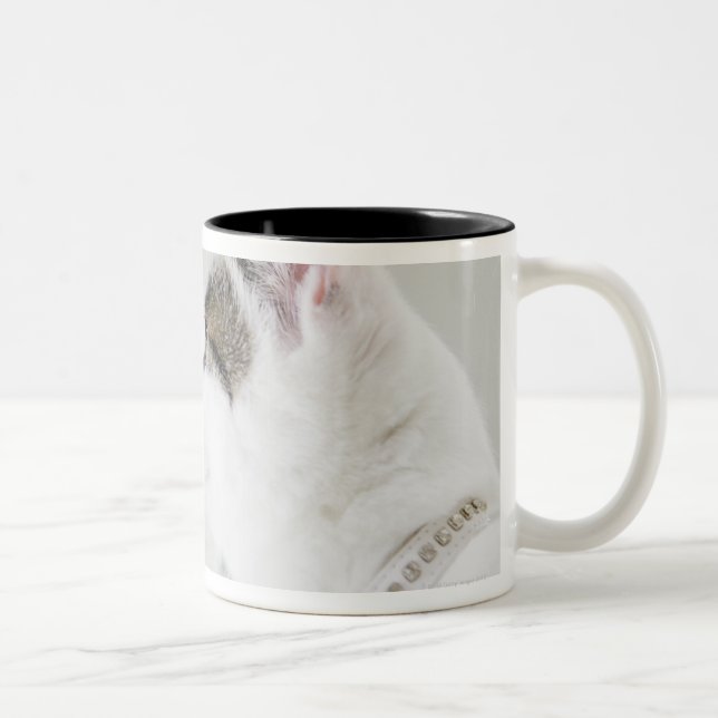 Taza Bicolor Gatos (Derecha)