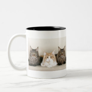 Taza Bicolor Gatos de Maine Coon